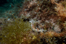 a sea slug is swimming in a rocky area