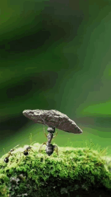 a black ant is carrying a mushroom on its head .