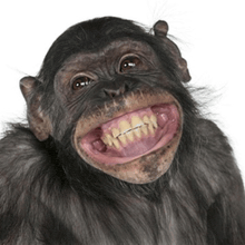 a chimpanzee with braces on its teeth is smiling for the camera
