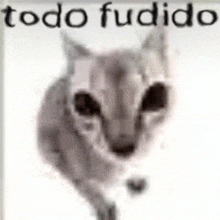 a close up of a cat 's face on a white background with the words todo fudido written above it .