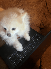 a small white dog is sitting on a laptop keyboard