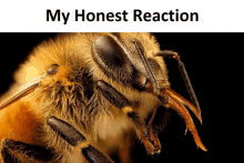 a close up of a bee with the words " my honest reaction " below it