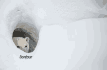 a polar bear is sticking its head out of a hole in the snow with the word bonjour on the bottom