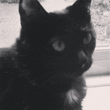 a close up of a black cat 's face looking at the camera