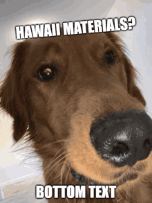 a close up of a dog with the caption hawaii materials