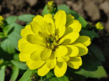 a closeup of a yellow flower with green leaves