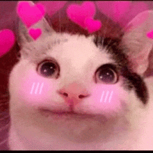 a cat with pink hearts on its cheeks is looking at the camera .