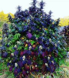 a marijuana plant with purple leaves and purple flowers