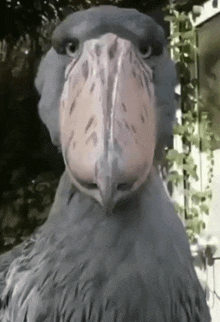 a very large bird with a very long beak is looking at the camera