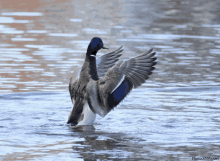 a duck is standing in the water with its wings outstretched and the photo was taken by kywilliam