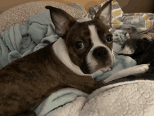 a brown and white dog is laying on a blanket on a bed