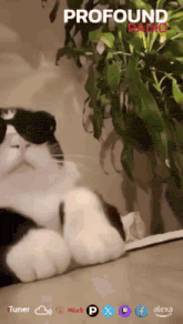 a black and white cat wearing sunglasses is on a profound radio screen