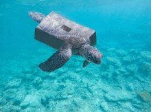 a sea turtle is swimming in the ocean with a cardboard box on its back