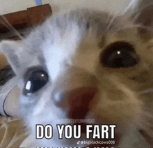 a close up of a cat 's face with the words `` do you fart '' written below it .