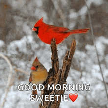 two birds perched on a tree branch with the words good morning sweetie