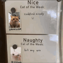 a bulletin board with a picture of a cat and the words nice cat of the week