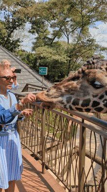 a woman feeds a giraffe behind a fence with a sign that says ' exit ' on it