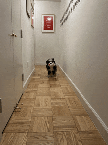 a black and white dog is running down a hallway with a keep calm and carry on sign on the wall