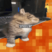 a picture of a cat with the words snoozer written on it