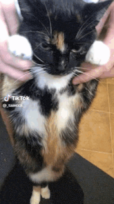a calico cat is being held by a person 's hands .