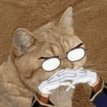 a cat wearing glasses and a white glove is eating a cat .