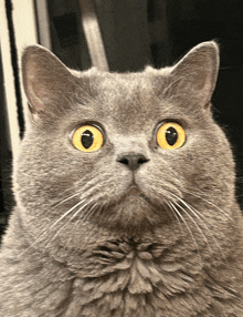 a gray cat with yellow eyes looks surprised at the camera