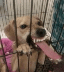 a dog is sitting in a cage with its tongue hanging out .