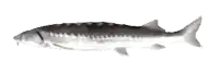 a black and white fish is swimming on a white background .