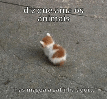 a small brown and white kitten is walking on a sidewalk with a caption .