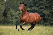 a brown horse with a black mane is running through a grassy field