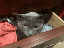 a gray cat is sitting in a drawer with clothes in it