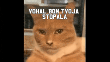 a cat is sitting in front of a sign that says ' vohal bom tyoja stopala '