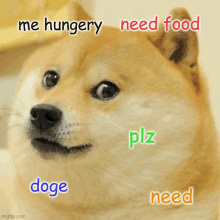 a picture of a dog with the words me hungry need food