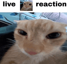 a close up of a cat 's face with the words live reaction written above it