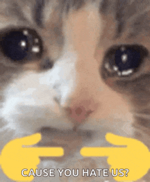 a close up of a cat 's face with the words `` cause you hate us '' in the corner .