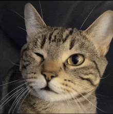 a close up of a cat 's face with its eyes closed