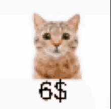 a close up of a cat 's face with a dollar sign above it .