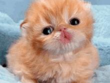 a small orange kitten is sitting on a blue blanket looking at the camera .