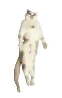 a cat standing on its hind legs with its arms outstretched
