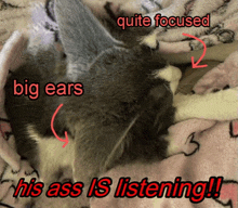 a cat with big ears is laying on a pink blanket with a caption that says his ass is listening