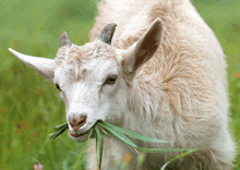 a white goat with horns is eating grass in a field