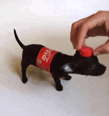 a small black dog is wearing a coca cola bottle on its head