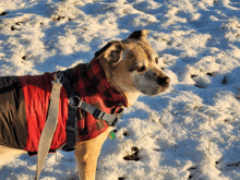 a dog wearing a red plaid jacket and a harness is standing in the snow