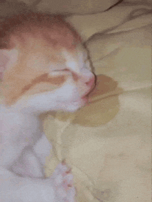 an orange and white cat is sleeping on a bed with its eyes closed .