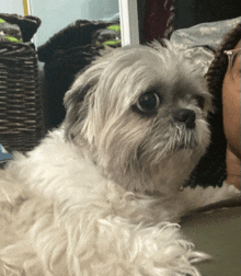 a small white dog laying on a table with a basket in the background