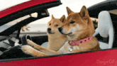 two dogs are sitting in a red car with the word dogegf on the bottom right