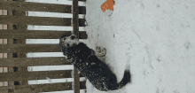 a black and white dog laying in the snow next to an orange ball