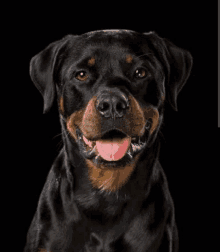 a close up of a rottweiler dog with its tongue hanging out .