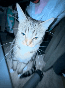 a close up of a cat with blue eyes looking at the camera