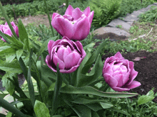 a bunch of purple flowers growing in a garden